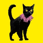 CATS!